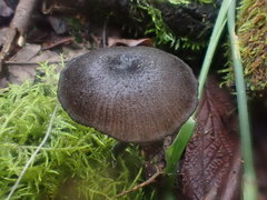 Entoloma discrepans