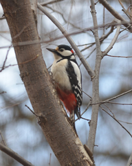 Dendrocopos major