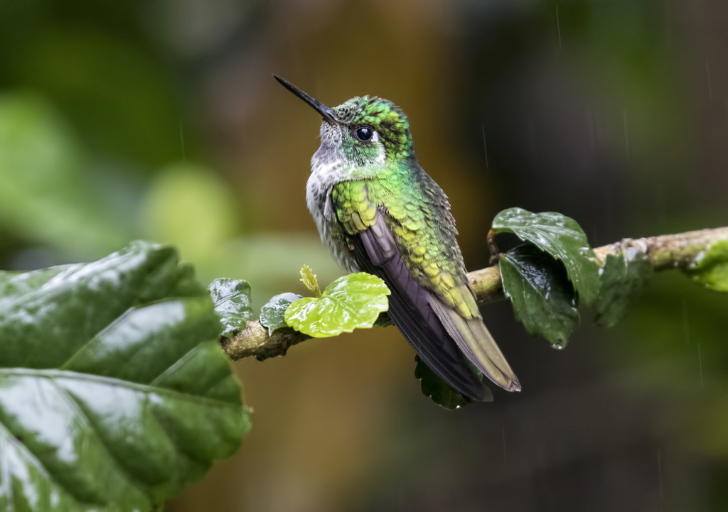 White-Bellied Mountain-Gem