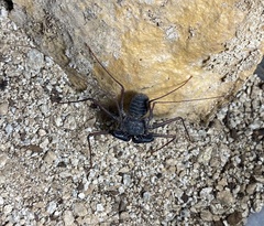 Paraphrynus carolynae