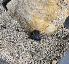 Paraphrynus carolynae