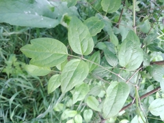 Clematis vitalba