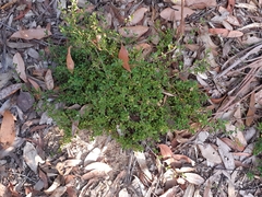 Xanthosia tridentata