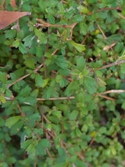 Xanthosia tridentata