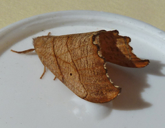 Falcaria lacertinaria