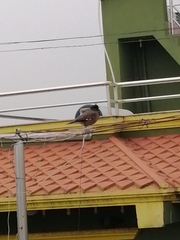 Acridotheres tristis