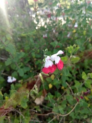 Salvia microphylla microphylla