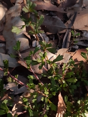 Xanthosia tridentata