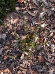 Xanthosia tridentata