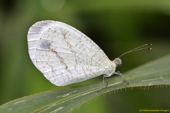 Leptosia alcesta inalcesta