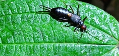 Opisthocosmiinae