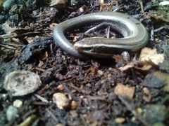 Plestiodon brevirostris