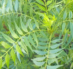 Pseudosmodingium andrieuxii