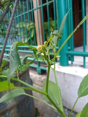 Physalis angulata