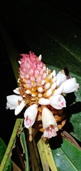 Alpinia sessiliflora