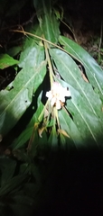 Alpinia sessiliflora