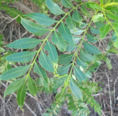 Pseudosmodingium andrieuxii