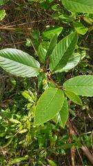 Frangula purshiana purshiana