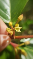 Frangula purshiana purshiana