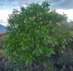 Pseudosmodingium andrieuxii