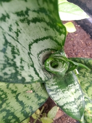 Sansevieria hyacinthoides