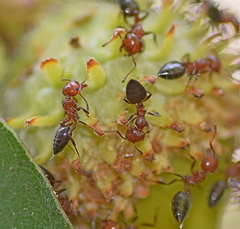 Crematogaster schmidti