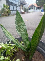 Sansevieria hyacinthoides