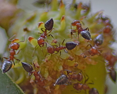 Crematogaster schmidti