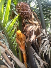 Arecaceae