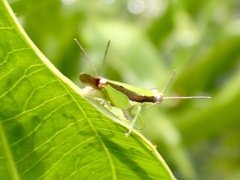 Aiolopus thalassinus