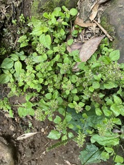 Clinopodium laxiflorum