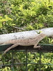 Calotes versicolor