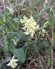 Astragalus tennesseensis
