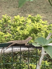 Calotes versicolor