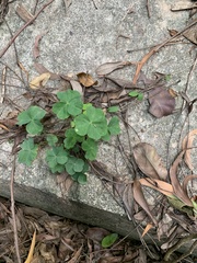 Magnoliopsida