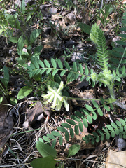 Astragalus tennesseensis