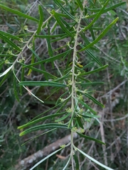 Leionema dentatum