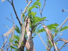 Vachellia campechiana