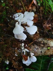 Gloeoporus phlebophorus