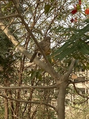 Argya striata
