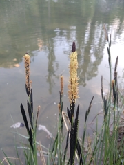 Carex elata