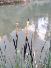 Carex elata