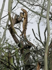 Varanus albigularis microstictus