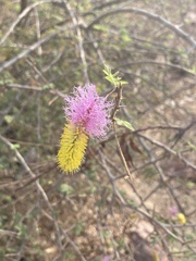 Dichrostachys cinerea