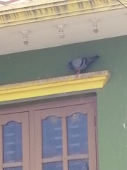 Columba livia domestica