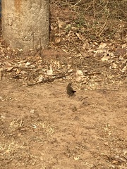 Copsychus fulicatus