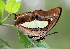Polyura