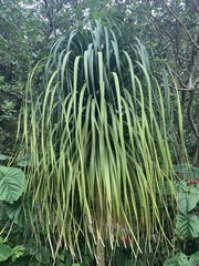 Beaucarnea