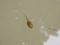 Hong Kong Whipping Frog photo 4