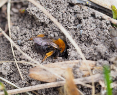 Andrena clarkella